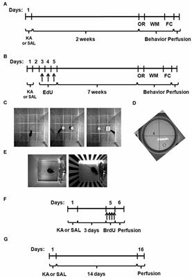 Calpastatin Overexpression Preserves Cognitive Function Following Seizures, While Maintaining Post-Injury Neurogenesis